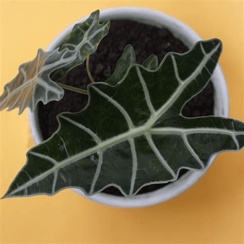 moisture meter alocasia|alocasia plant care guide.